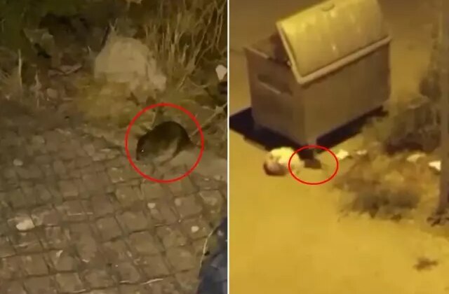 Şehri fareler bastı! Vatandaşlar diken üstünde