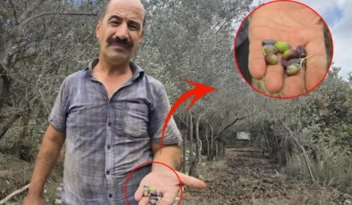 Kentin meşhur ürünü tehlikede! Bir milyon ağaçta meyve yok denilecek kadar az