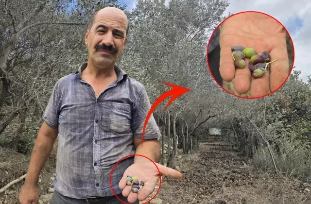 Kentin meşhur ürünü tehlikede! Bir milyon ağaçta meyve yok denilecek kadar az