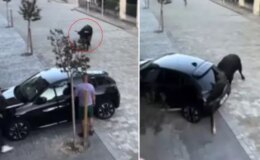 Kızgın boğa park halindeki aracı pert etti