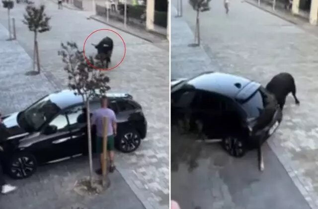 Kızgın boğa park halindeki aracı pert etti