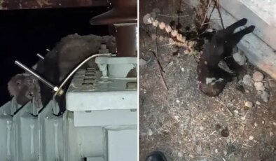 Elektrik kesintisinin nedeni “ölü sansar” çıktı