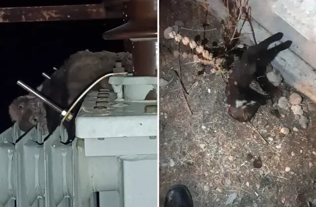 Elektrik kesintisinin nedeni “ölü sansar” çıktı