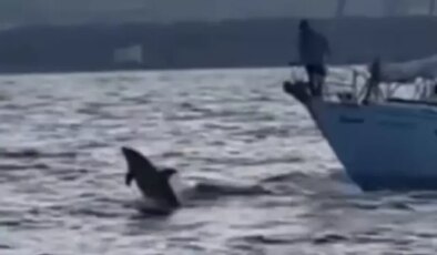 Gazze’ye yelken açan Küresel Sumud Filosu’na yunus balıkları da eşlik etti