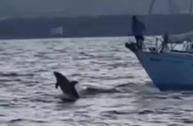 Gazze’ye yelken açan Küresel Sumud Filosu’na yunus balıkları da eşlik etti