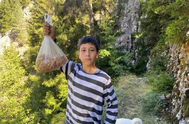 Ormandan toplayıp satıyor, kilosu 5 bin lira: Altın madenini bulduk