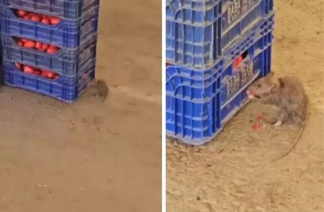 Pazar yerindeki domatesleri fareler yedi! İşte mide bulandıran görüntüler