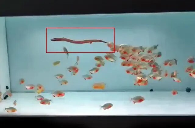 Pirana dolu akvaryuma canlı yılan attılar, sonuç dehşete düşürdü