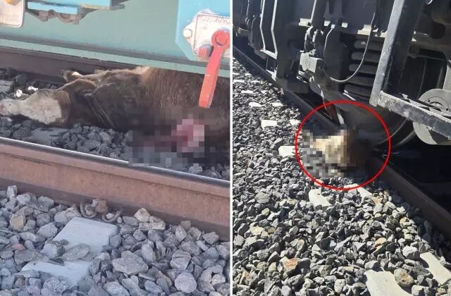 “Sahtekar” dedikleri müteahhit köylüleri perişan etti: Tarım ve hayvancılık yapamaz hale geldik