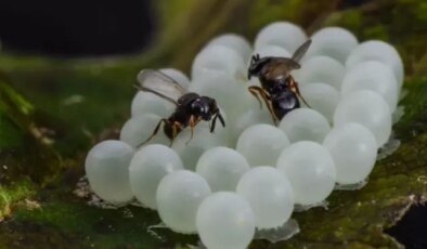 1 milyon “samuray” doğaya salındı! Hepsi kokarca savaşçısı