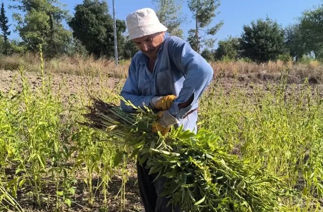 Susam üreticileri tepkili: 200 TL’nin altında teklif ederlerse baraja dökerim, balıklar yesin