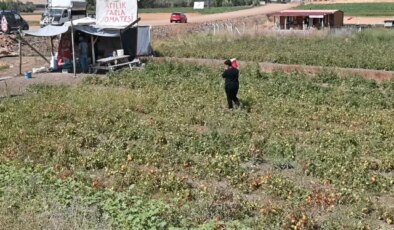 Tarlasını vatandaşa açtı, paraya para demedi