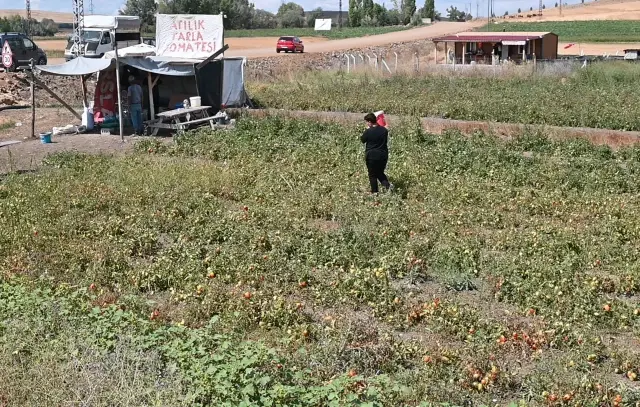 Tarlasını vatandaşa açtı, paraya para demedi