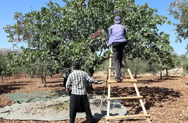 Tarlaya girenin yüzü düştü! Resmen yok senesi