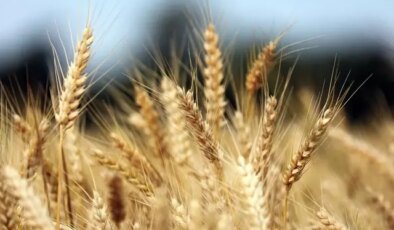 Toprak Mahsulleri Ofisi’nden “haciz” iddialarına yalanlama