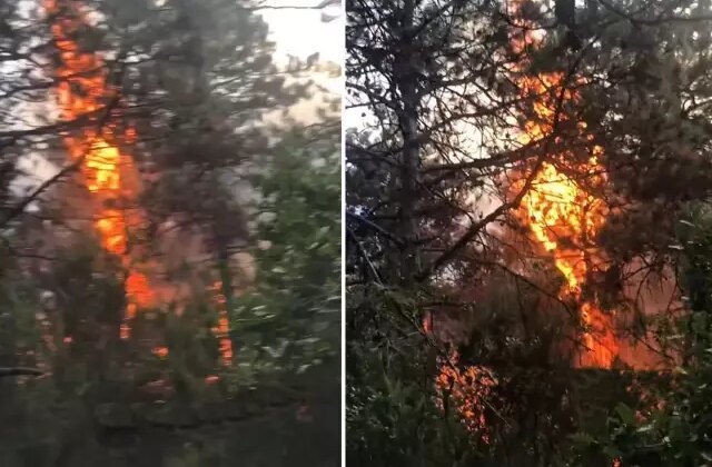 Yanlış duymadınız! Sevgilisine sinirlenip ormanı yaktı