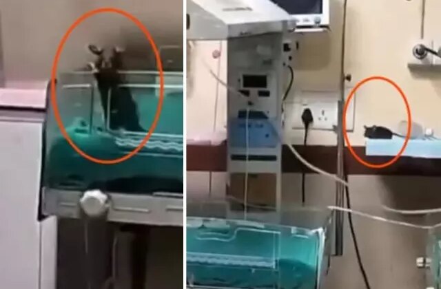 Yenidoğan ünitesinde fare dehşeti: İki bebek feci şekilde can verdi