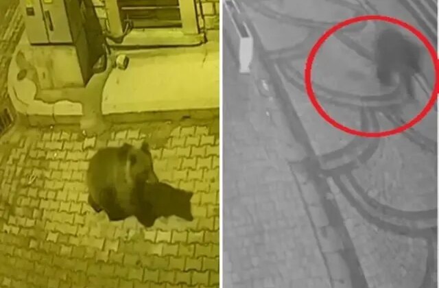 Aç kalan ayı sokaklara indi, köpekler kovaladı! İlginç anlar kameralarda