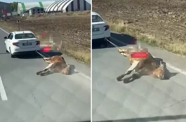 Ölü ineği aracına bağlayıp kilometrelerce sürükledi
