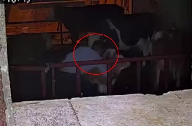 Ahırda büyük rezillik: Kimse görmüyor sandı ama kamera kayıttaydı