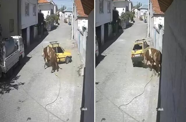 Ahırdan kaçan öfkeli boğa hıncını arabadan çıkardı