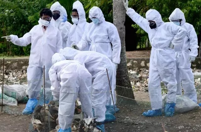 Almanya’da kuş gribi salgını nedeniyle itlaf edilen hayvan sayısı 500 bini geçti