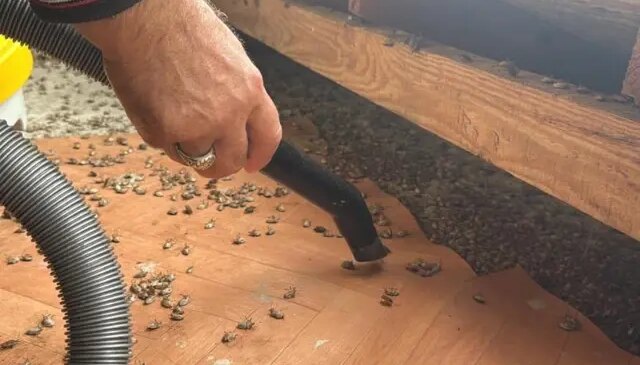 Artık tüm Türkiye’nin belası! Marketleri de istila edecekler