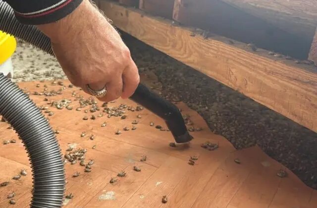 Artık tüm Türkiye’nin belası! Marketleri de istila edecekler