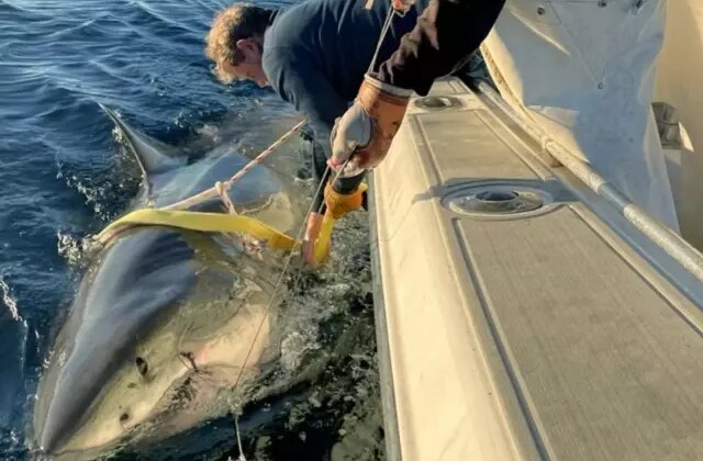 Atlantik’te yakalanan en büyük beyaz köpekbalığı bilim dünyasını şaşırttı
