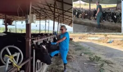 Aydın’da şap hastalığı kabusu! Çok sayıda mahalle karantinaya alındı