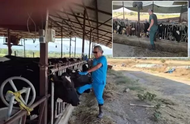 Aydın’da şap hastalığı kabusu! Çok sayıda mahalle karantinaya alındı