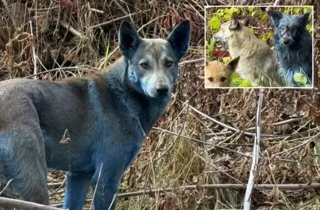 Çernobil'de köpekler aniden maviye döndü! Bilim insanları alarma geçti 1 Çernobil’de köpekler aniden maviye döndü! Bilim insanları alarma geçti