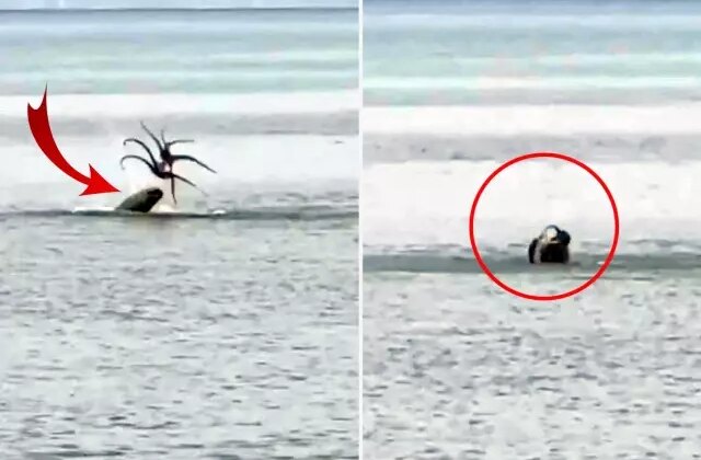 Çeşme’de Akdeniz foku, avladığı ahtapotu yerken görüntülendi