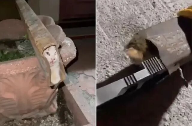 Demir profile sıkışan kedi böyle kurtarıldı
