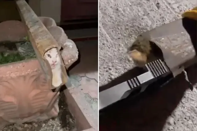 Demir profile sıkışan kedi böyle kurtarıldı 444 demir profile sikisan kedi boyle kurtarildi 19184688 9067 o