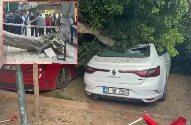 Devrilen ağaç araçları ezdi geçti!