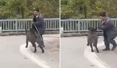 Sesleri duydu, dönüp arkasına bakınca şok yaşadı! Hala hayatta olması mucize