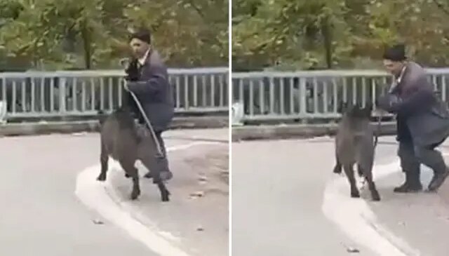 Sesleri duydu, dönüp arkasına bakınca şok yaşadı! Hala hayatta olması mucize