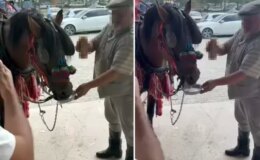 Düğünde ata alkollü içki içirdiler