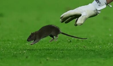 Dünyaca ünlü kaleci topu bırakıp fareyi yakalamaya çalıştı