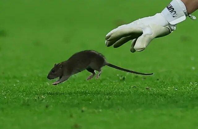Dünyaca ünlü kaleci topu bırakıp fareyi yakalamaya çalıştı