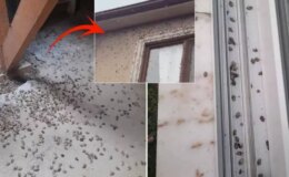 Dünyanın sonunu getireceği söylenen böcekle ilgili korkutan uyarı: Tüm Türkiye’ye yayılabilir