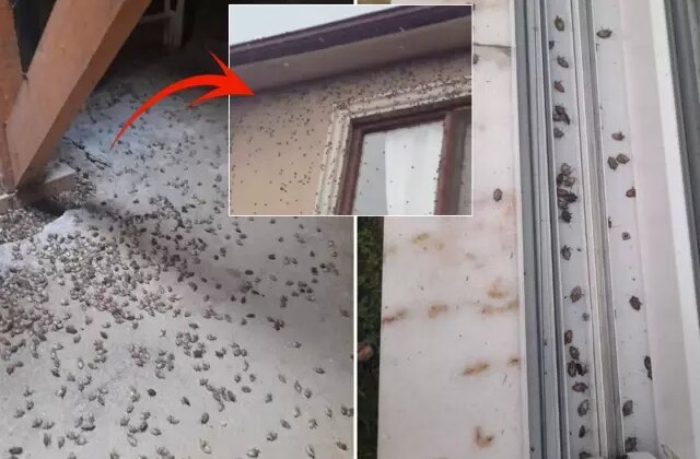 Dünyanın sonunu getireceği söylenen böcekle ilgili korkutan uyarı: Tüm Türkiye’ye yayılabilir