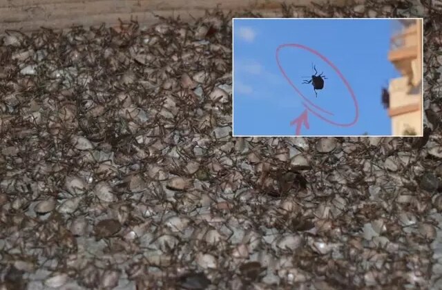 “Dünyanın sonunu getirecek böcek” İstanbul’da görüldü