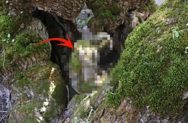 Erzurum’da şaşırtan görüntü: Duyan herkes görmeye geliyor