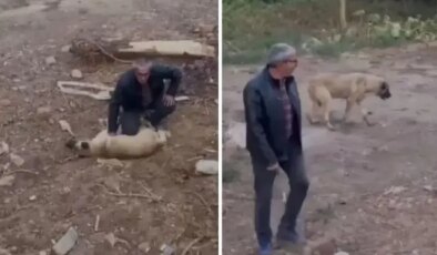 Fenalaşan köpeği kalp masajıyla hayata döndürdü