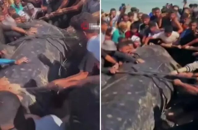 Gazze’de yaklaşık 10 metre uzunluğundaki dev balık karaya vurdu