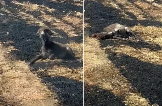 Görüntü Türkiye’den! Çekim yapacağım diye zavallı eşeğin can vermesini böyle izledi