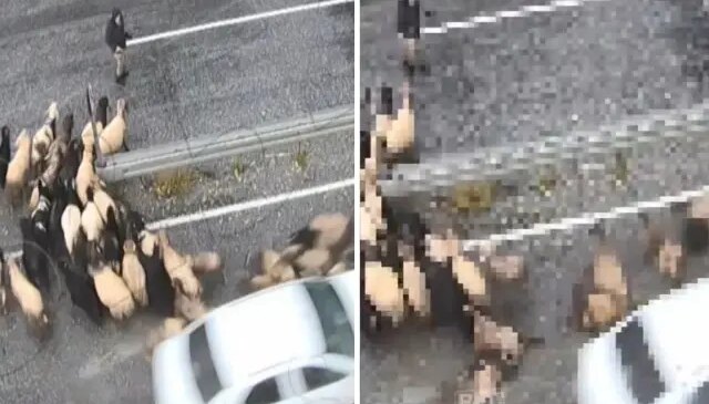 Hızını alamayan araç koyun sürüsüne daldı