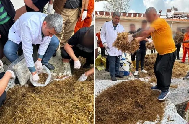 Hükümlüler cezaevinde yetiştirdi, kilosu 15 bin TL’den satılıyor